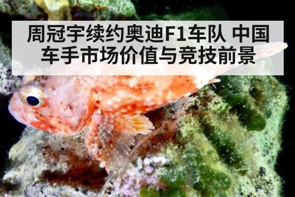周冠宇续约奥迪F1车队 中国车手市场价值与竞技前景